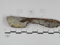 登錄號:F0031296藏品圖，第1張