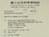 冇骨消絲齒菌藏品圖，第2張