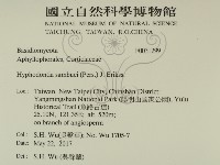冇骨消絲齒菌藏品圖，第2張