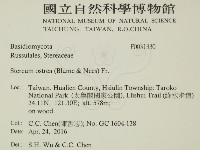 毛木耳藏品圖，第2張