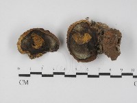 登錄號:F0031302藏品圖，第1張