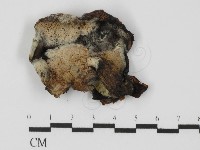 登錄號:F0031303藏品圖，第1張