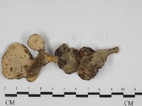 登錄號:F0031306藏品圖，第3張