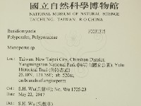 小孔菌屬藏品圖，第2張