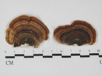 小孔菌屬藏品圖，第1張