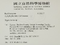 絲齒菌屬藏品圖，第2張