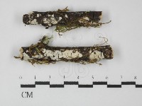 顯絲菌屬藏品圖，第1張
