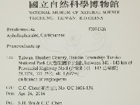 顯絲菌屬藏品圖，第2張