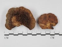 登錄號:F0031327藏品圖，第1張