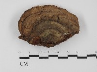 靈芝屬藏品圖，第3張