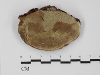 靈芝屬藏品圖，第4張