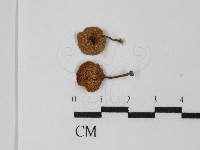 登錄號:F0031329藏品圖，第1張