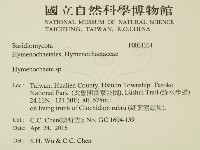 刺革菌屬藏品圖，第2張