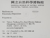 多孔菌屬藏品圖，第2張