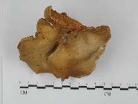 多孔菌屬藏品圖，第1張