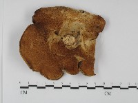 多孔菌屬藏品圖，第3張