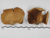 多孔菌屬藏品圖，第1張