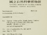 木耳屬藏品圖，第2張