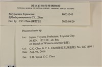 雲南無扣菌藏品圖，第3張