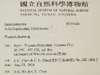 顯絲菌屬藏品圖，第2張