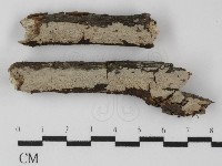 筍殼菌屬藏品圖，第1張