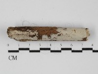 筍殼菌屬藏品圖，第1張