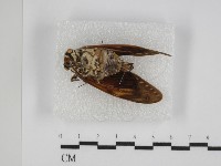 登錄號:F0031356藏品圖，第3張