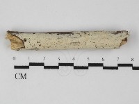 絲齒菌屬藏品圖，第1張