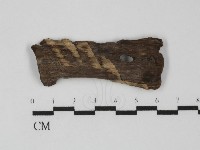 多年臥孔菌屬藏品圖，第1張