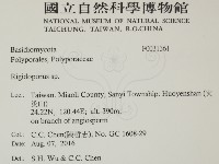 硬孔菌屬藏品圖，第2張