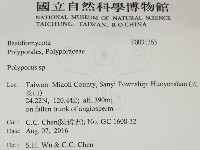多孔菌屬藏品圖，第2張