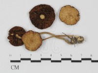 登錄號:F0031367藏品圖，第1張