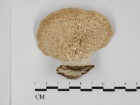 登錄號:F0031368藏品圖，第1張