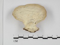 登錄號:F0031368藏品圖，第3張