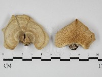 登錄號:F0031370藏品圖，第1張