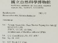 纖孔菌屬藏品圖，第2張