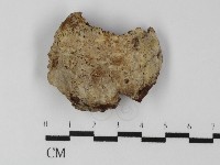 纖孔菌屬藏品圖，第1張