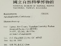 顯絲菌屬藏品圖，第2張