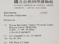 多孔菌屬藏品圖，第2張