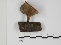 多孔菌屬藏品圖，第3張