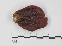 登錄號:F0031384藏品圖，第1張