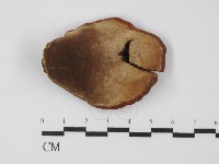 登錄號:F0031384藏品圖，第3張