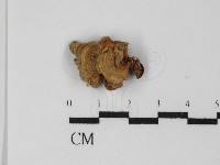 硬孔菌屬藏品圖，第1張