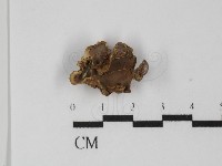 硬孔菌屬藏品圖，第3張