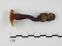 登錄號:F0031388藏品圖，第1張
