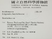 齒耳菌屬藏品圖，第2張