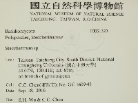 齒耳菌屬藏品圖，第2張