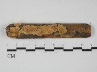 齒耳菌屬藏品圖，第1張