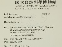 絲齒菌屬藏品圖，第2張