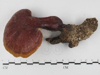 登錄號:F0031394藏品圖，第3張